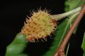 image of Fagus grandifolia