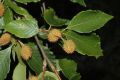image of Fagus grandifolia