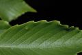 image of Fagus grandifolia