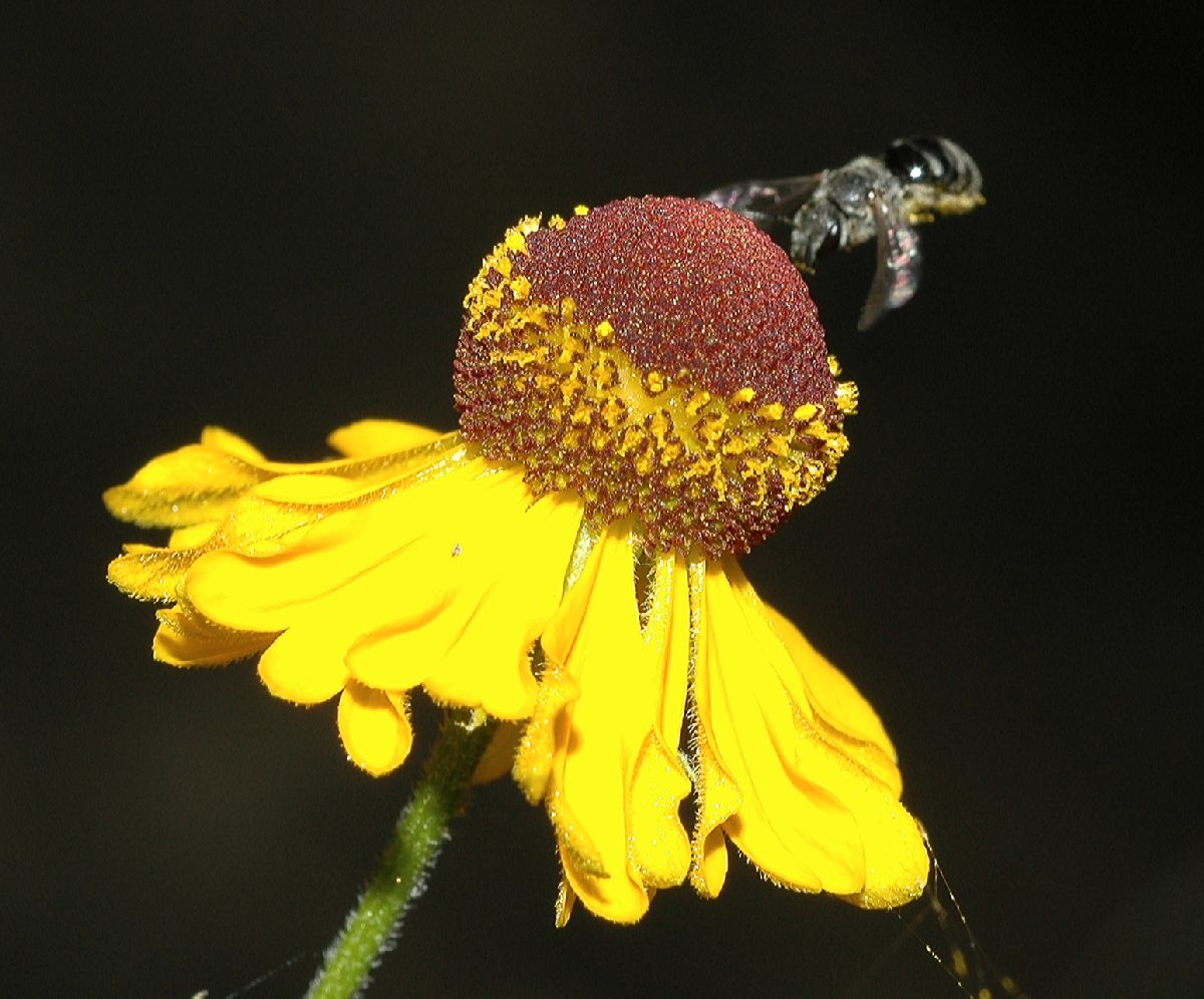 Asteraceae Helenium flexuosum
