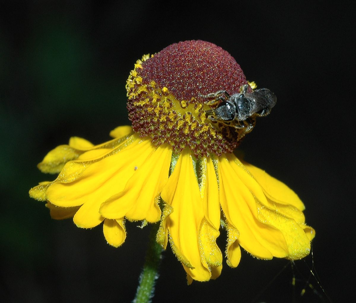 Asteraceae Helenium flexuosum