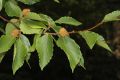 image of Fagus grandifolia