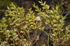 image of Larrea tridentata