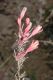 image of Hesperaloe parviflora