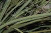 image of Hesperaloe parviflora
