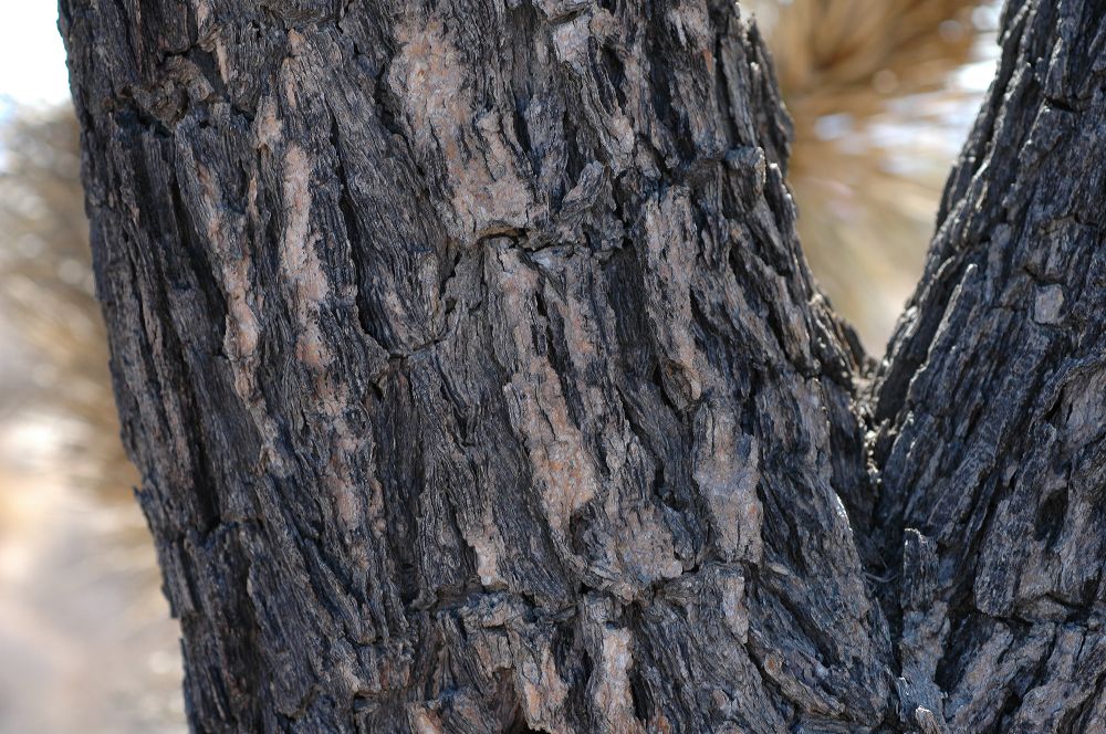 Asparagaceae Yucca brevifolia