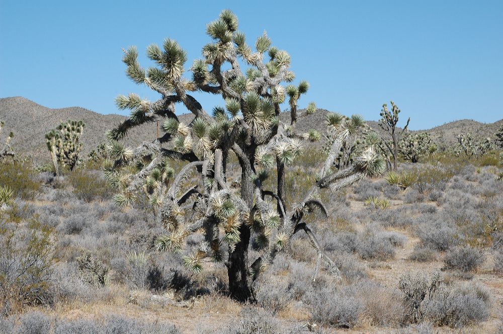 Asparagaceae Yucca brevifolia