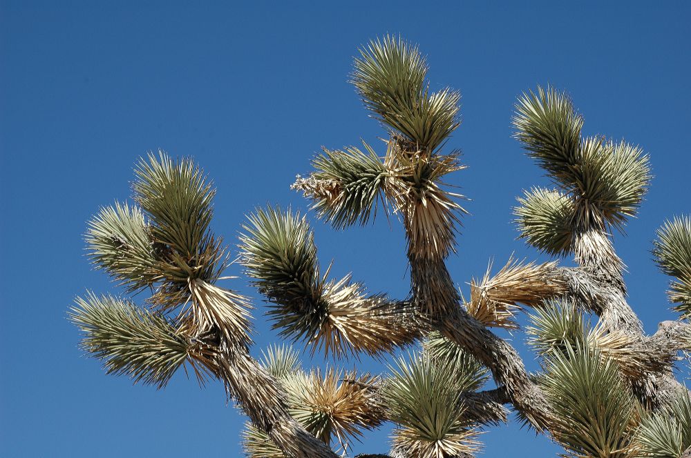 Asparagaceae Yucca brevifolia