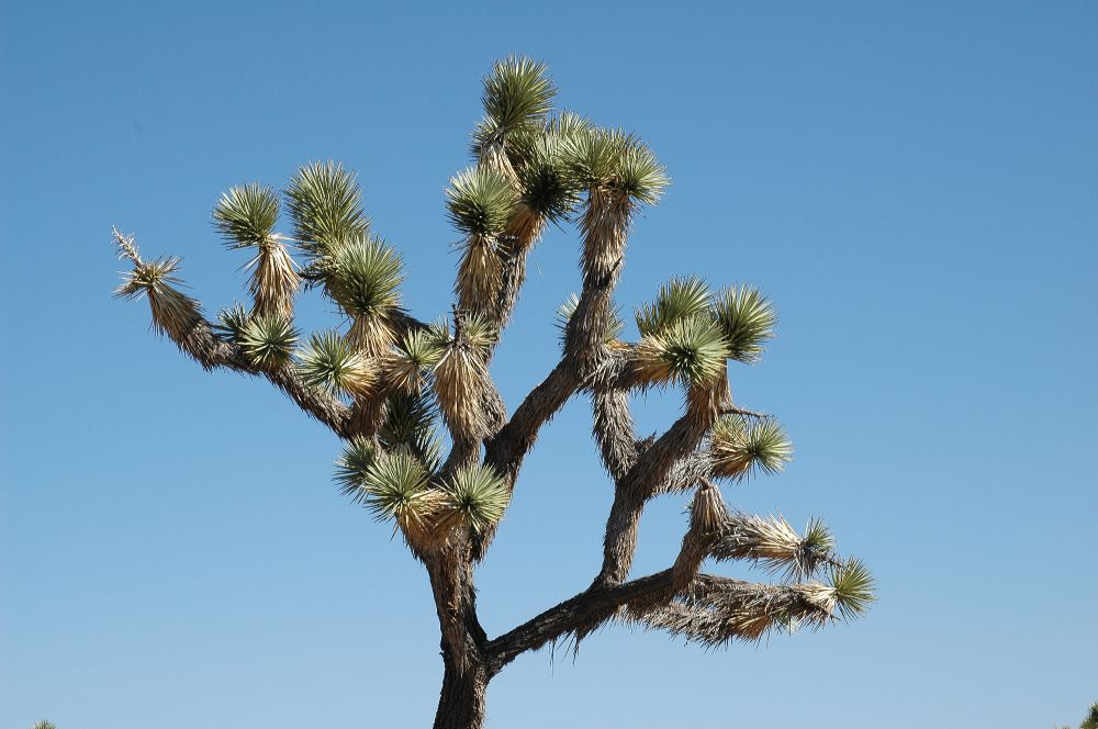 Asparagaceae Yucca brevifolia