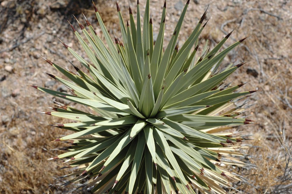 Asparagaceae Yucca brevifolia