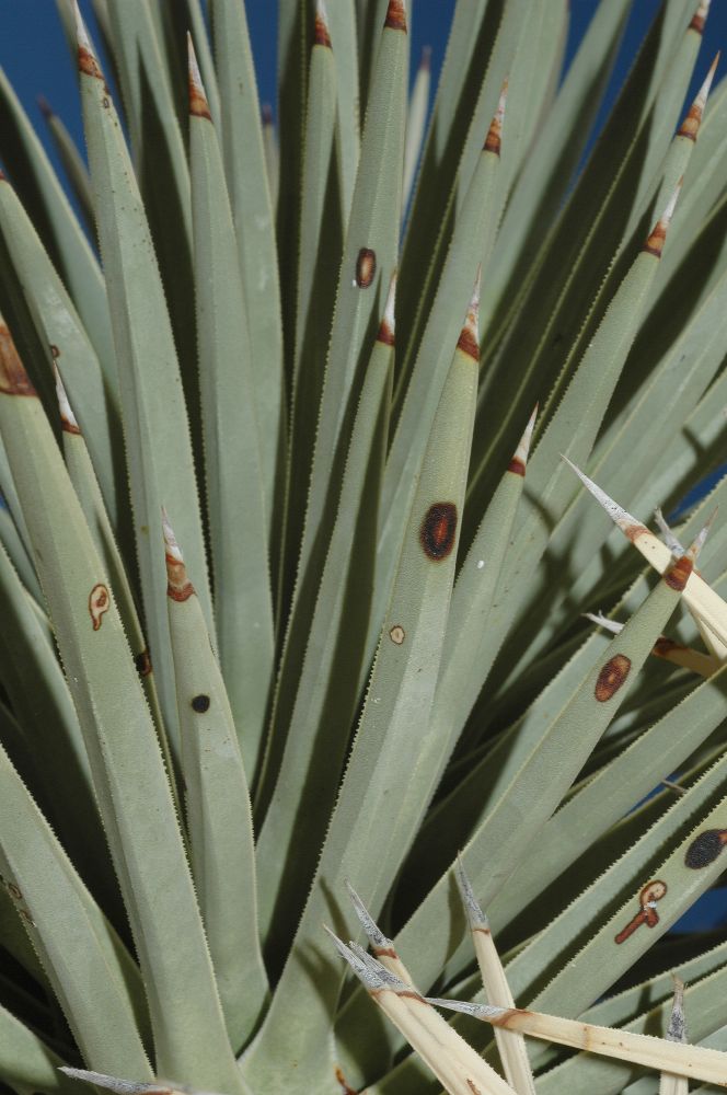 Asparagaceae Yucca brevifolia