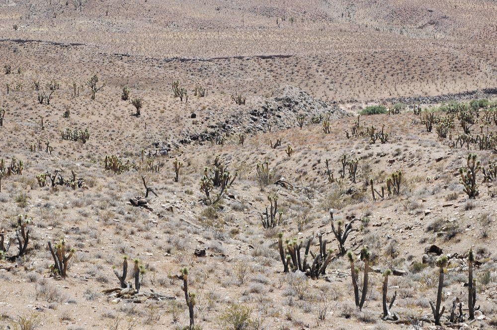 Asparagaceae Yucca brevifolia