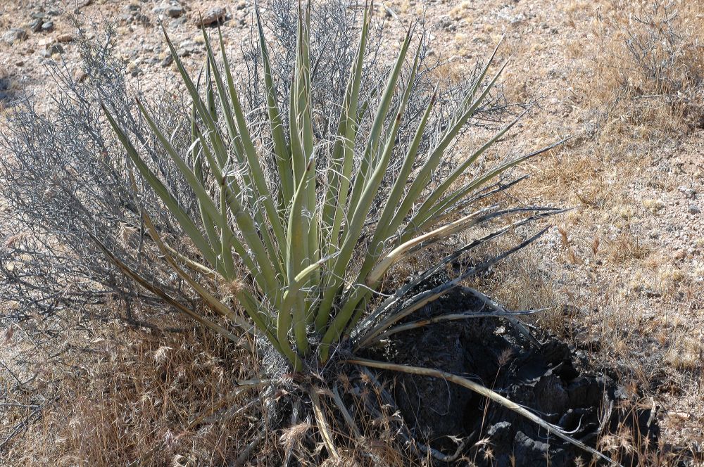 Asparagaceae Yucca baccata