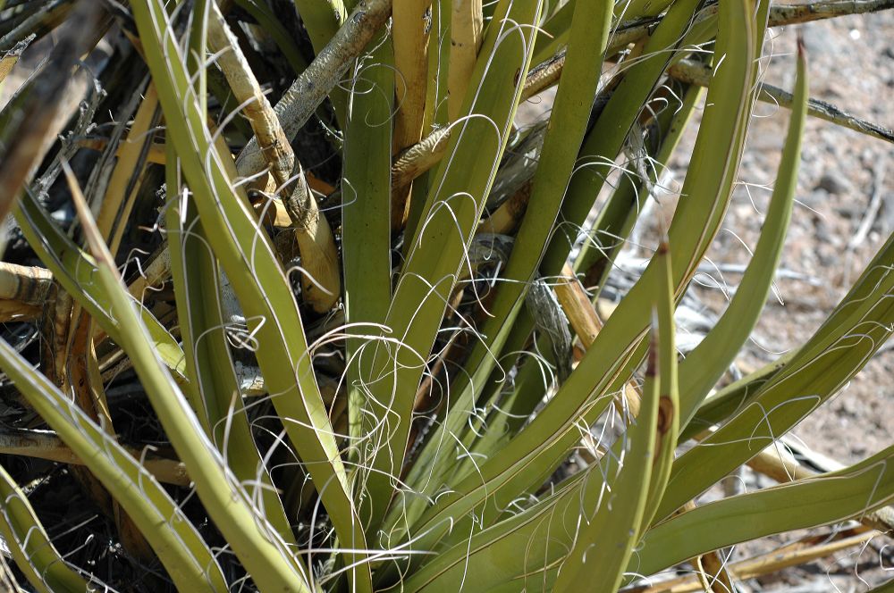 Asparagaceae Yucca baccata