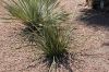 image of Hesperaloe parviflora