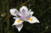 image of Dietes iridoides