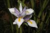 image of Dietes iridoides