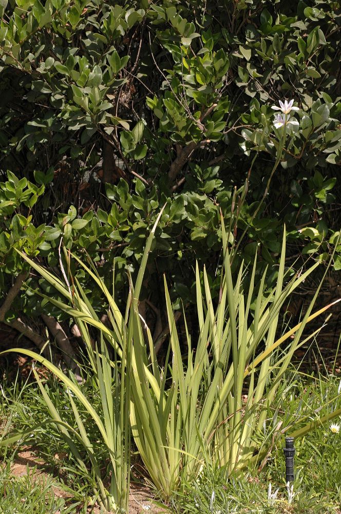 Iridaceae Dietes iridoides