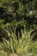 image of Dietes iridoides