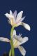 image of Dietes iridoides