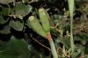 image of Dietes iridoides