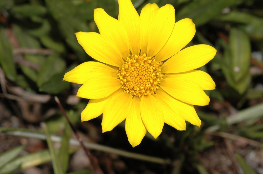 Asteraceae Gazania 