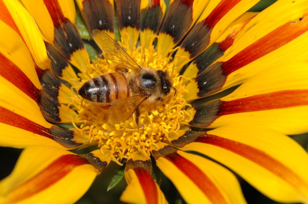 Apidae Apis mellifera