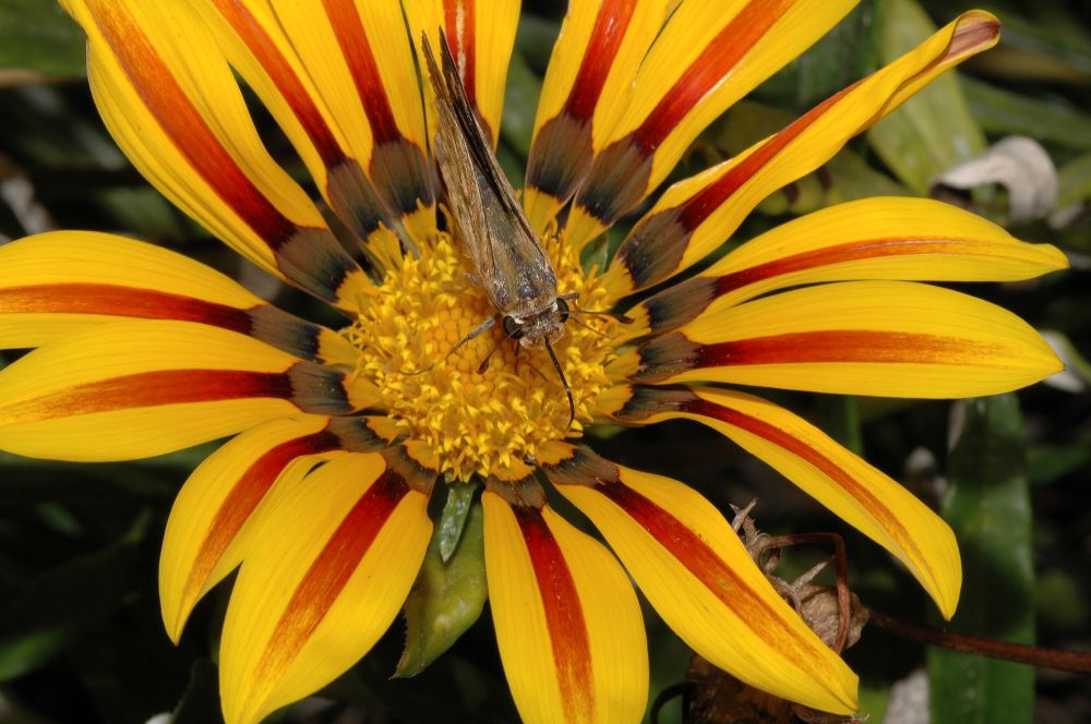 Asteraceae Gazania 