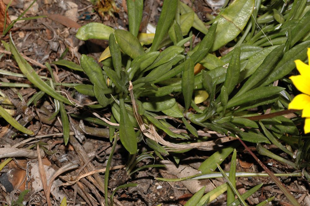 Asteraceae Gazania 