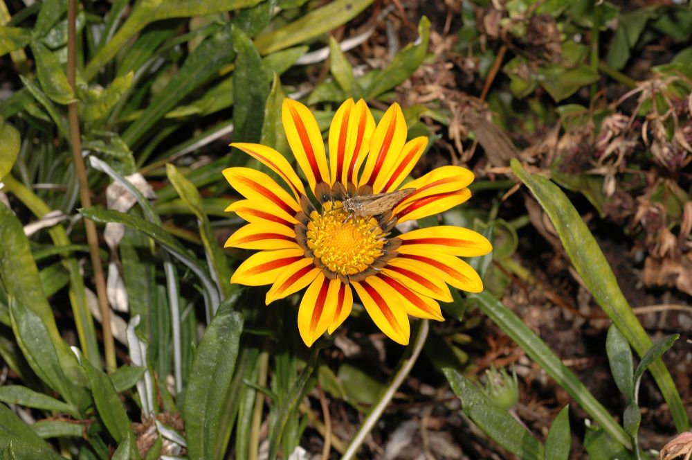 Asteraceae Gazania 