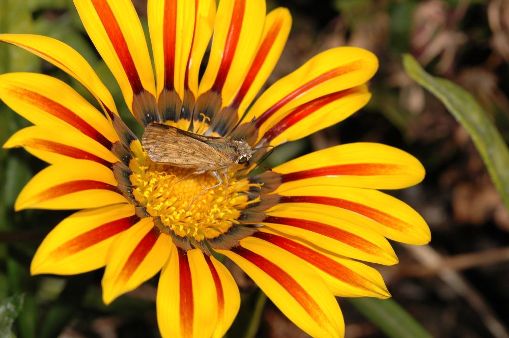 Asteraceae Gazania 