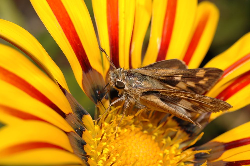 Asteraceae Gazania 