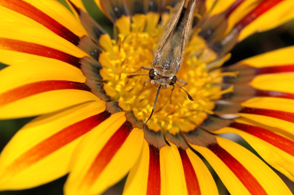 Asteraceae Gazania 