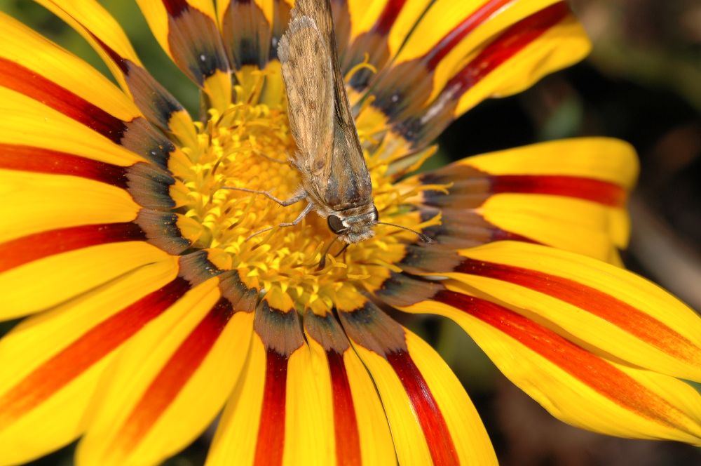 Asteraceae Gazania 