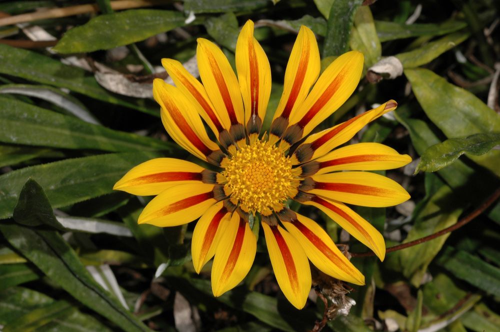 Asteraceae Gazania 