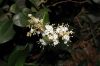 image of Ligustrum 