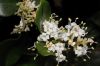 image of Ligustrum 
