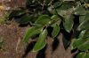 image of Ligustrum 
