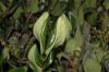 image of Ligustrum 