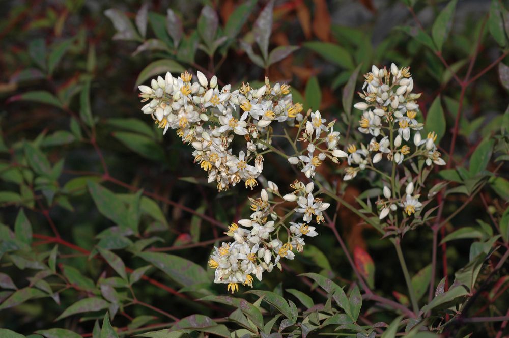 Berberidaceae Nandina domestica
