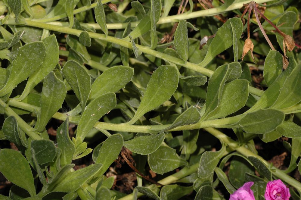 Asteraceae Osteospermum fruticosum
