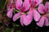 image of Pelargonium 