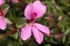 image of Pelargonium 