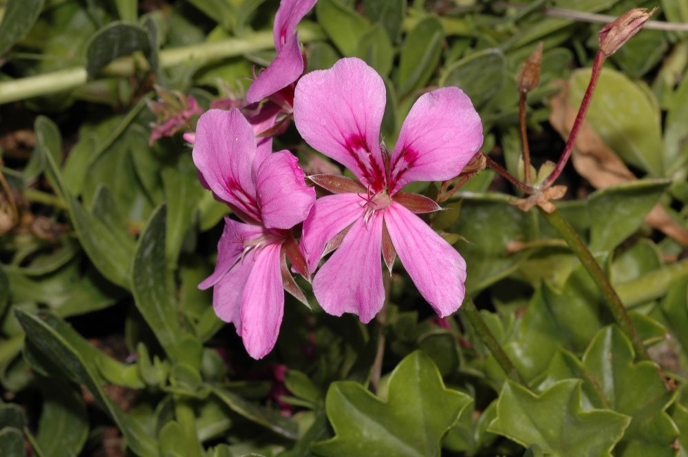 Geraniaceae Pelargonium 