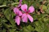 image of Pelargonium 