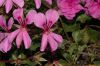 image of Pelargonium 
