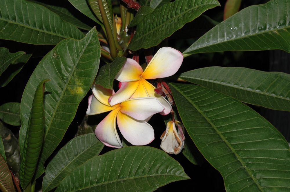 Apocynaceae Plumeria acutifolia