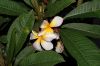 image of Plumeria acutifolia