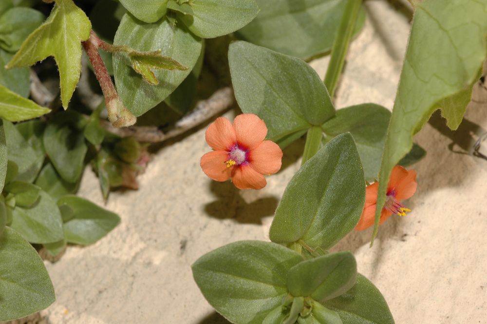 Primulaceae Anagallis arvensis