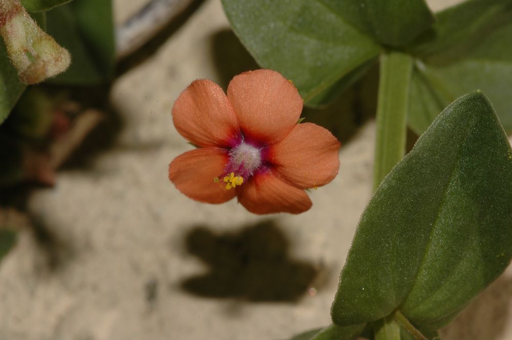 Primulaceae Anagallis arvensis
